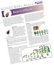 Bean leaf beetle