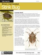 brown marmorated stink bug