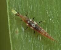 lacewing eating soybean aphid 