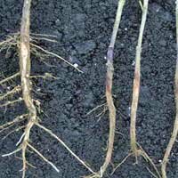 Rhizoctonia