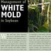 White Mold