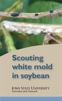 Scouting white mold