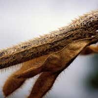 Anthracnose