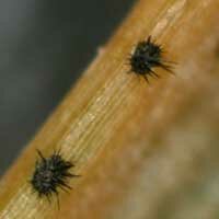 anthracnose