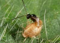 aphid parasitoid