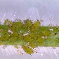 soybean aphid colony