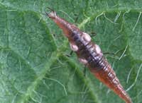 lacewing larva