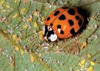 ladybeetle