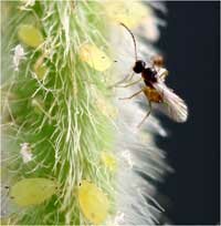 aphid parasite