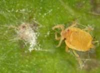 aphid pathogen