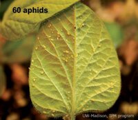 60 aphids