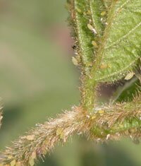 aphids