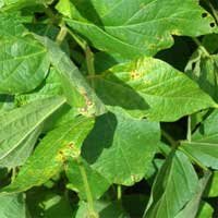 bacterial blight