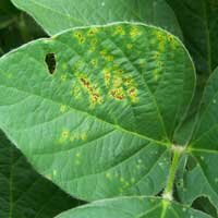 bacterial blight on soybean