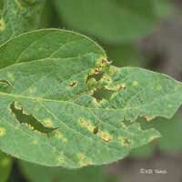 bacterial blight