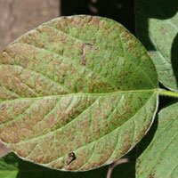 cercospora leaf bight