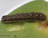 cutworm