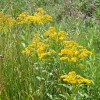 goldenrod