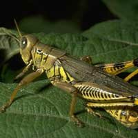 grasshopper