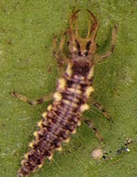 greenlacewing larva 