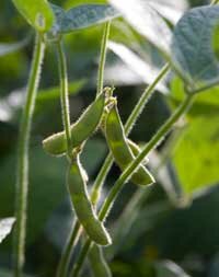 healthy soybean