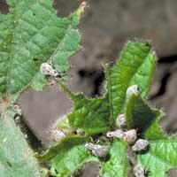 imported longhorn weevil