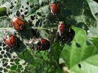 Japanese beetle