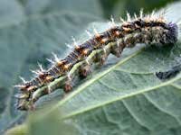 thistle caterpillar