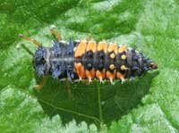 ladybeetle larva