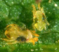 spider mite