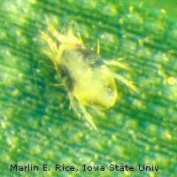 spidermite