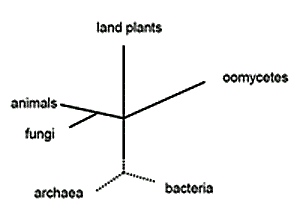 oomycete phylogeny