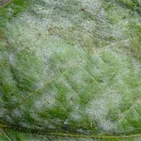 powdery mildew