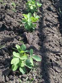 healthy seedlings