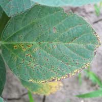 Septoria brown spot on soybean