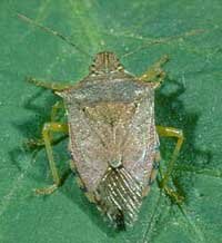 spined soldier bug