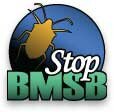 BMSB