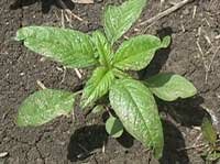 waterhemp