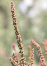 waterhemp