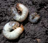 white grubs