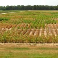 Variety test for resistance to charcoal rot. Photo credit: Alemu Mengistu, USDA 