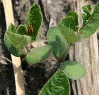 bean leaf beetle