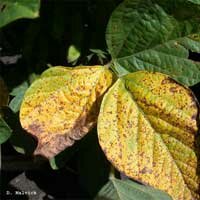 brown spot of soybean