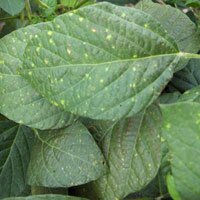 downy mildew