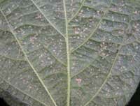 downy mildew