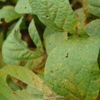 soybean rust