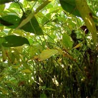 soybean canopy