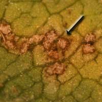 rust pustules