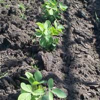 soybean seedlings