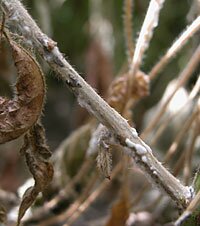 mycelium and sclerotia of S. sclerotioruml